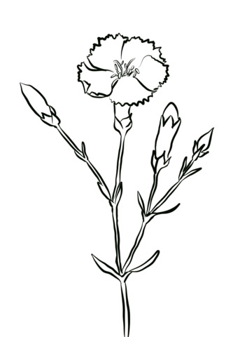 Crimson Carnation Coloring Page